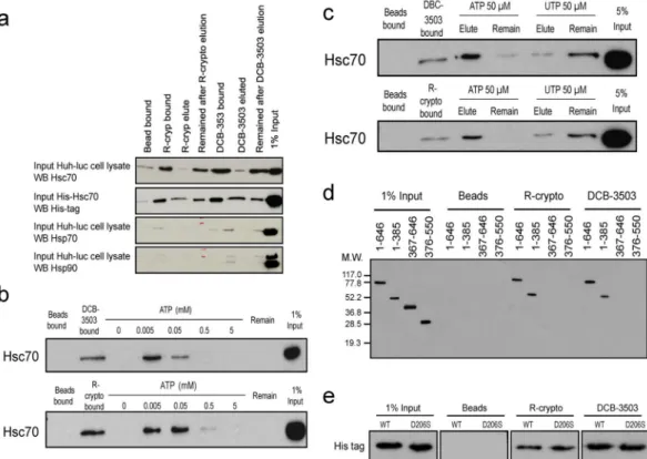 Figure 2.  Tylophorine analogs interact with Hsc70. (a) Hsc70, but not Hsp70 or Hsp90, bound specifically  to rac-cryptopleurine or DCB-3503 affinity resin