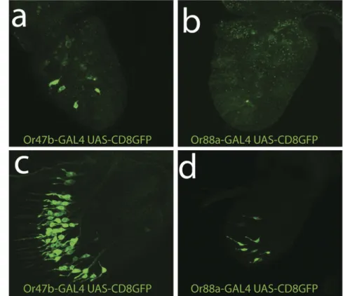 Figure 3.  Expression of OR reporters in developing pupal antennae. A small number of neurons express  OR47b (top left) at 40–45 hrs APF, whereas OR88a expression in not detected at this stage (top right)