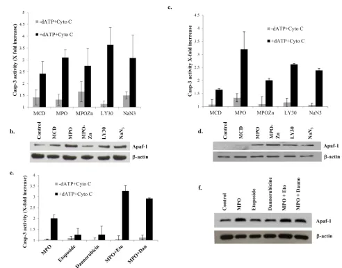 Figure 2: Disruption of Apaf-1 from S-100 pellet increases caspase-3 activity. a., c. S-100 cytosol was prepared from primary BL cells and Raji cells after incubation with MCD (200µM), MPO (5µM), MPO-Zn (200µM), LY30 (25µM) or NaN3 (5µg/ml) for 1hr