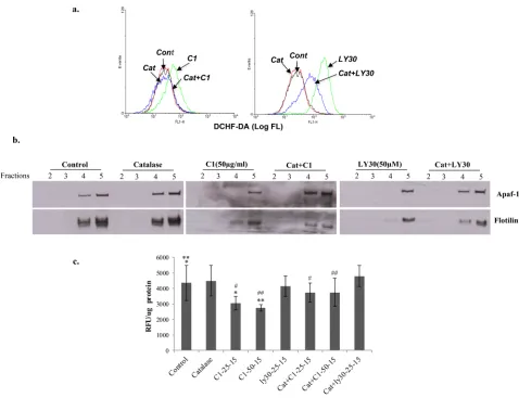 Figure 5: Small molecule-induced re-distribution of Apaf-1 to the cytosol is ROS dependent