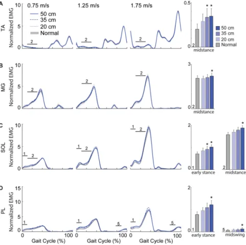 Figure 2.  Perturbation-induced changes in lower leg muscle activities. Group average electromyographic  (EMG) recordings from the lower leg muscles during normal (±standard error) and visually perturbed walking  as a function of the gait cycle