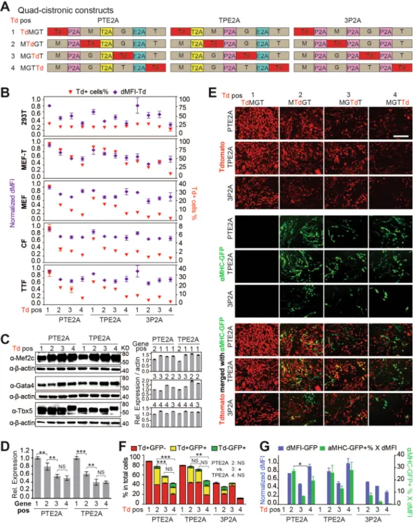 Figure 4.  Quad-cistronic 2A constructs: example of application in cellular reprogramming