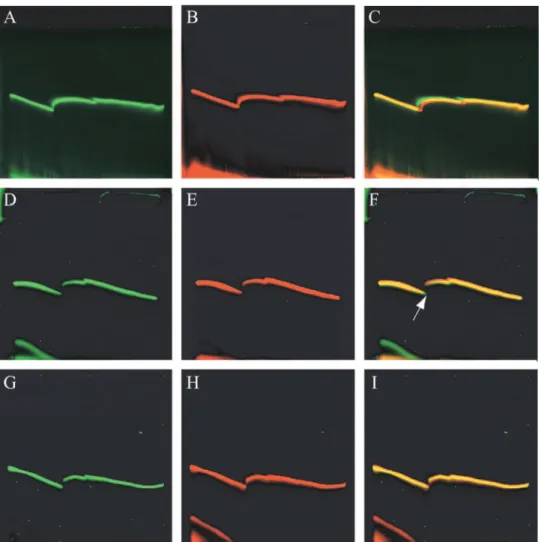 Fig. 3A to C, this method apparently distinguished some pairs that were ambiguous by ethidium bromide staining (Fig