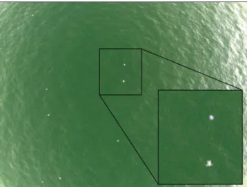 Figure 3.  An example of a near-infrared photo of olive ridley sea turtles obtained from the eBee fixed-wing  UAS during a survey (90 m altitude, 2.5 cm resolution).