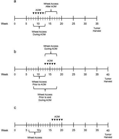 Figure 1.  Experimental timeline for azoxymethane (AOM) treatment and voluntary running wheel access