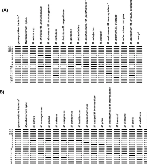 FIG. 1. Interpretation chart for the Genotype CM (A) and AS (B) assays. The speciﬁcities of the lines are (from top to bottom) as follows: 1,conjugate control (CC); 2, universal control (UC); 3, genus control (GC); 4 to 17, speciﬁc probes for the identiﬁcation of individual and combined