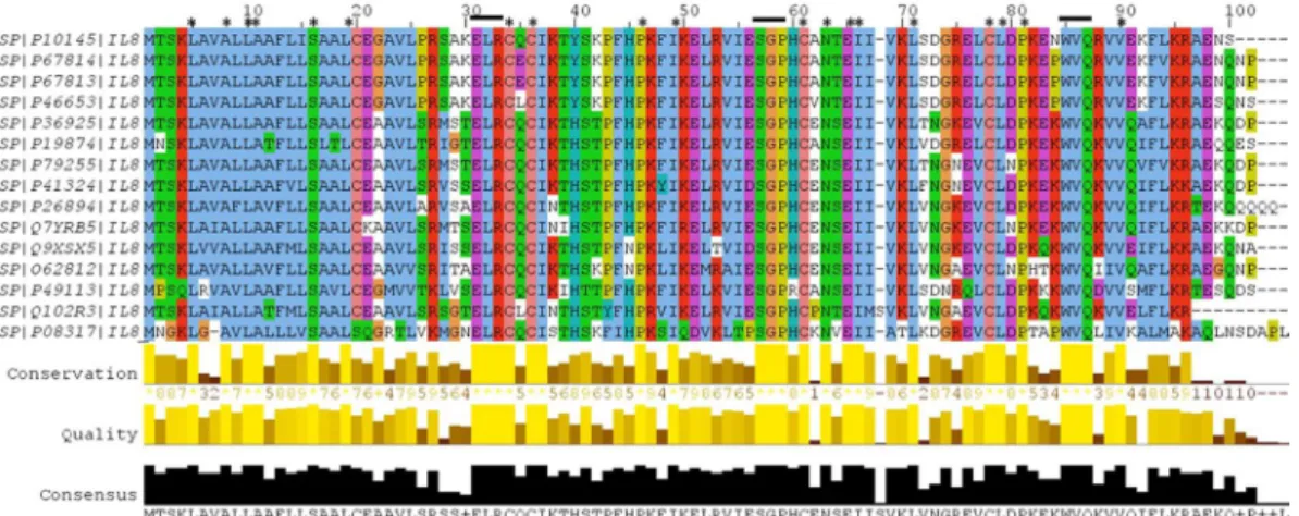 Figure 4.  Structural model of modeled human IL-8, wherein panel A shows two conserved sequence motifs,  ELR 31–33  and SGP 57–59 , that face each other and form a structural scaffold putatively involved in IL-8 binding  to its receptor; and panel B shows 