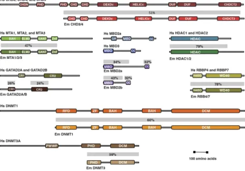 Table 1.   DNA methylation in E. muelleri.  * Median value for the three replicates is highlighted in bold