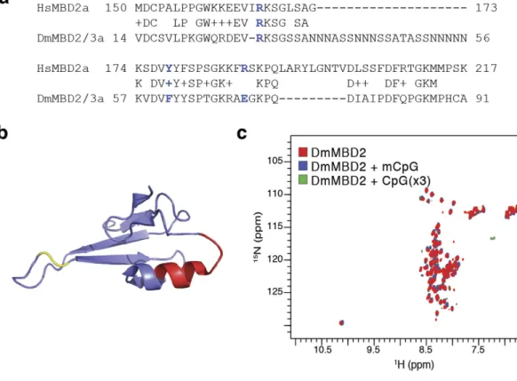 Figure 4.  The DmMBD2/3 MBD does not bind DNA. (a) Alignment of the MBD from DmMBD2/3 with  HsMBD2 reveals a large 20 amino acid glutamine rich insertion and a 9 amino acid deletion