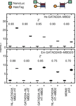Figure 6.  BRET analysis of coiled-coil complex formation. Measured BRET ratios are shown in boxplots for  different donor and acceptor combinations of Hs (upper panel) and Em (lower panel) coiled-coil domains as  well as the MDM2:p53 positive control