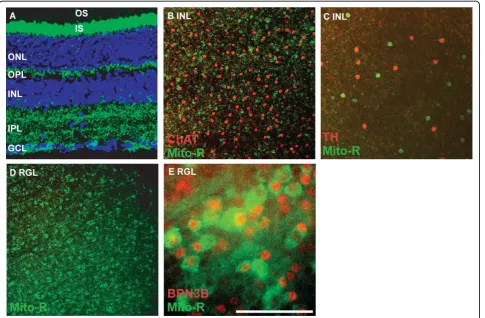 Table 1 Mito-YFP expression in retinal cell types