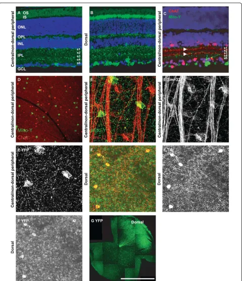 Figure 2 YFP expression in the Mito-Y retina(Smi-32) immunopositive.scale bar in. A and B, YFP fluorescence in sections in the central and non-dorsal peripheral (A) and dorsal(B) Mito-Y retina, respectively