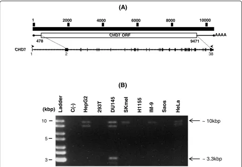 Figure 1 Identification of a putative novel splice variant ofextracted from the indicated cell lines, and reverse transcription followed by PCR was performed using theAside from the predicted 10 kbp band, additional RT-PCR products of approximately 9 kbp (
