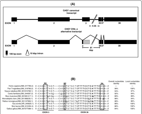 Figure 2 Analysis of the exon-intron structure of the CHD7 CRA_e novel transcriptstructure of the canonical