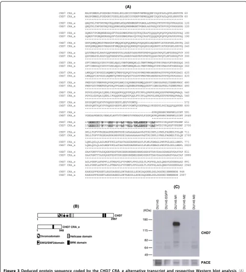Figure 3 Deduced protein sequence coded by the CHD7 CRA_e alternative transcript and respective Western blot analysis