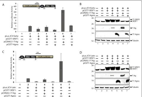 Fig. 1 SRSF1 mediated suppression of JCV-early and -late gene transcription is complemented by T-Antigen