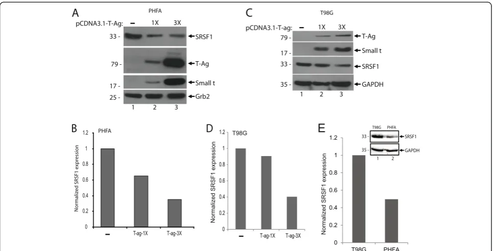 Fig. 2 T-Antigen suppresses SRSF1 expression in glial cells. a. PHFA cells were transfected with increasing concentration of T-antigen expressionplasmid