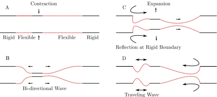 Figure 1.3.1: Impedance pumping shown in panels A-D. Compression begins in A and the bi- bi-directional traveling waves are dispersed from the compression region at B