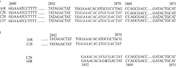 FIG. 3. Rearrangements in HPV-16 E2 sequences. A. Nucleotide positions per HPV-16R sequence are noted at the top of the sequenceinformation and correspond to nucleotide positions 2690 to 2870 and 3469 to 3871