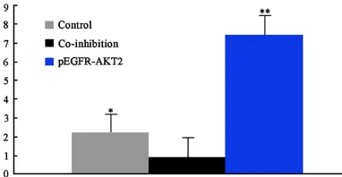 Figure 3. PCR detection of AKT-2 after transfection. 1, normal AKT2; 2, AKT2 expression after pEGFP-AKT2 transfection; 3, AKT2 expression after AKT2-sh-RNA and pEGFP-N1 co-transfection