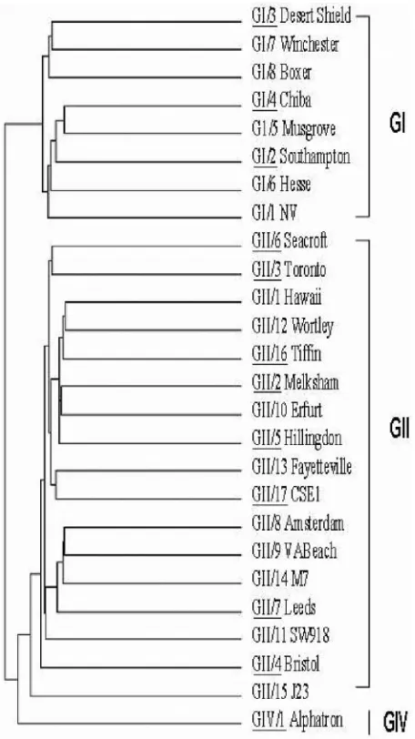 FIG. 1. Phylogenetic dendrogram of strains belonging to clusters ofhuman NoVs. Underlined clusters denote GI, GII, and GIV strains