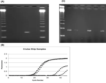 FIG. 4. Detection of NoV in water samples from cruise ship A by conventional (A) versus real-time (B) RT-PCR assay