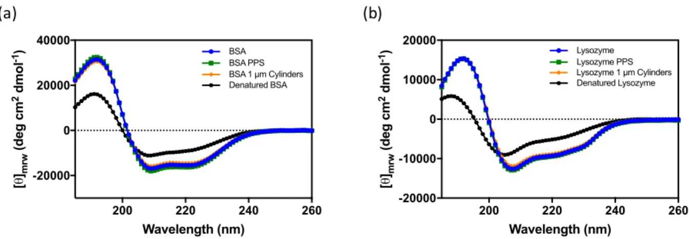 Figure 2.9 Circular dichroism of lyophilized BSA and lysozyme 1  µ m cylinders. CD spectra  from each formulation step for lyophilized (a) BSA and (b) lysozyme 1 µm cylinders (n=3)