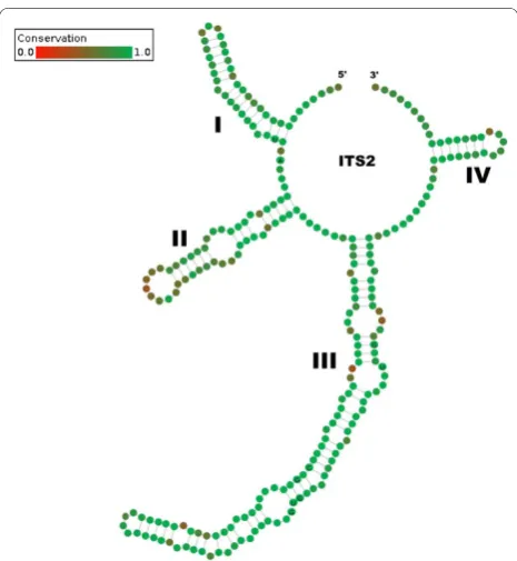 Figure 1 51% consensus ITS2 secondary structure. The fourhelices are numerated from I to IV