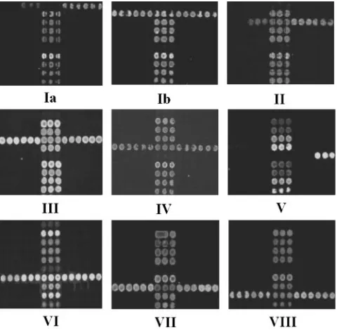 FIG. 3. Representative hybridization results of GBS strains of nineserotypes. The number under each array shows the serotype of GBS
