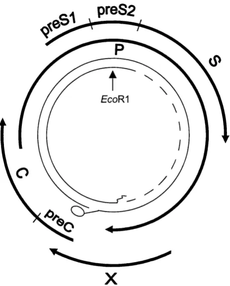 Figure 1.4: The hepatitis B genome.