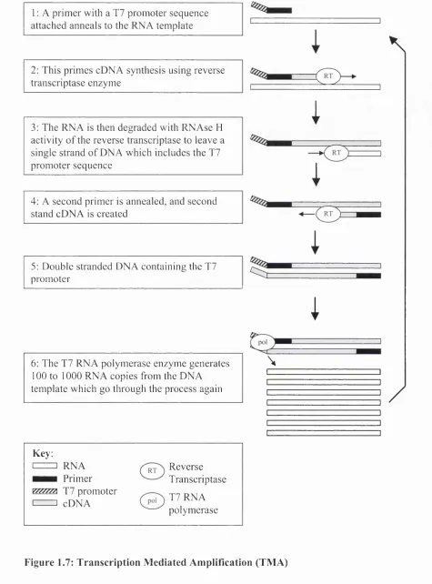 Figure 1.7: Transcription Mediated Amplification (TMA)