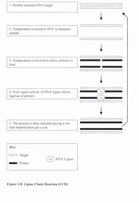Figure 1.8: Ligase Chain Reaction (LCR)