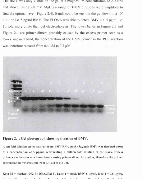 Figure 2.4 are primer dimers probably caused by the excess primer seen as a 