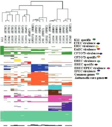 FIG. 1. Dendrogram representation of virulence, speciﬁc, and common gene patterns for E