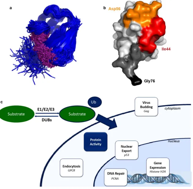 Figure 1.2.  Recognition and Outcomes of Monoubiquitination.  (a) When Ubiquitin  (2K39) is in solution, it exhibits conformational diversity