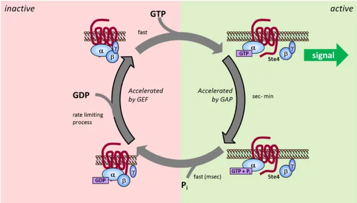 Figure 1.6.  Heterotrimeric Gα Protein Enzymatic Cycle.  Ligand binding to the G  protein coupled receptor causes the Gα subunit to exchange GDP for GTP