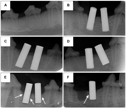 Figure 4 X-ray radiographs.