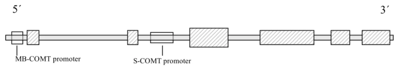 Figure  1.  COMT  Gene  Locus.  COMT  is  located  at  chromosome  22  band  q11.2. 