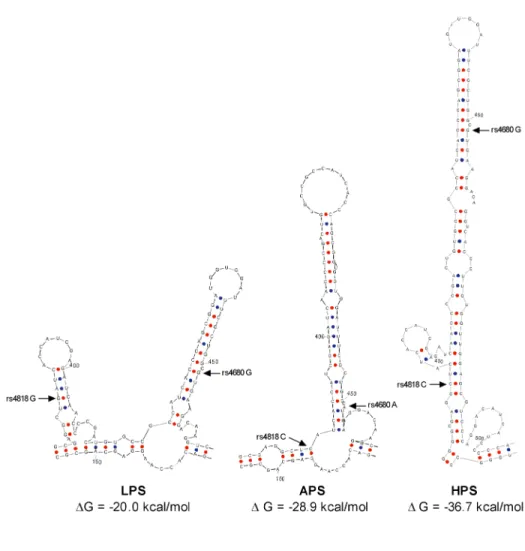 Figure  3.  Local  mRNA  2º  Structures  of  COMT  Haplotypes.  Common  haplotypes  of  the  human  COMT  gene  that  are  associated  with  pain  sensitivity  differ with respect to mRNA secondary structure at a local stem-loop structure in  close  proxim