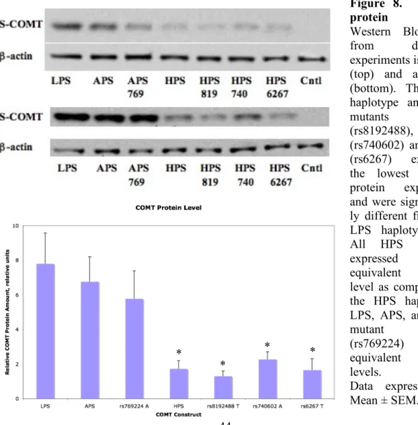 Figure  8.    COMT  protein  level. 