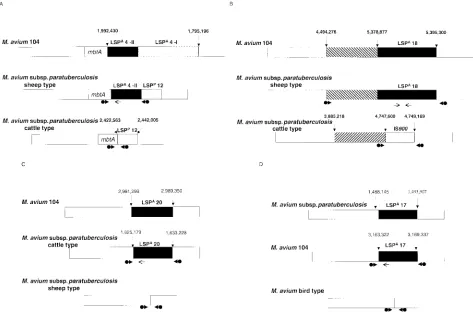 FIG. 1. Schematic representation of large sequence polymorphisms. LSPAblack box represents LSPis missing