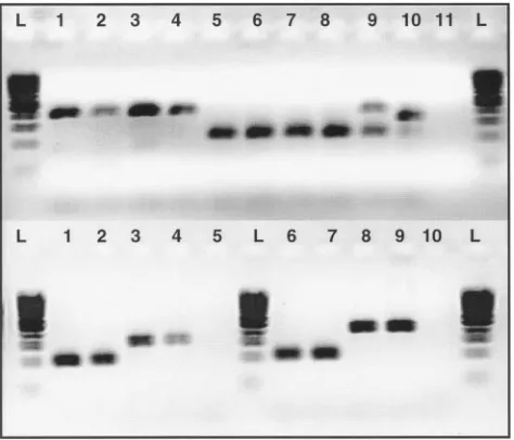 FIG. 2. Detection of subspecies and subtypes of M. aviumPCR for large sequences polymorphic among strains of using M