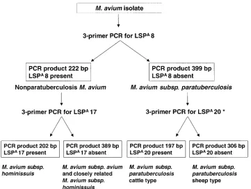 FIG. 3. Diagnostic algorithm for PCR-based identiﬁcation and typing of an M. avium4-II or LSP isolate