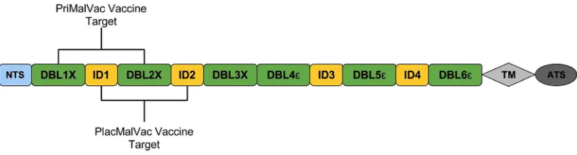 Figure 1.  Schematic representation of the var2csa gene. VAR2CSA consists of an N-terminal segment (NTS),  six Duffy Binding Like Domains (DBL), four cysteine-rich interdomain regions (ID), a transmembrane domain  (TM), and an intra-cellular acidic termina