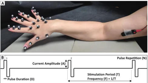 Figure 1.  Overview of Experimental Setup. (A) Optical Tracking markers were placed on the hand and the  bar electrode was placed over the region of skin on the inner face of the biceps