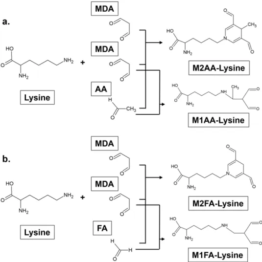 Figure 1.  Structure of the M2AA-lysine, M1AA-lysine, M2FA-lysine, and M1FA-lysine adducts