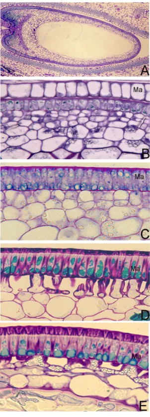Figure 2.  Light micrographs of developing M. truncatula MC stained with Toluidine Blue O