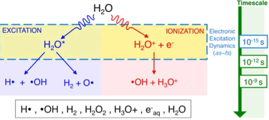 Figure 2.  Velocity-dependent electronic response in liquid water to energetic proton