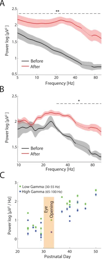 Figure 3.  LFP power of spontaneous activity (animal in the dark) before and after eye-opening