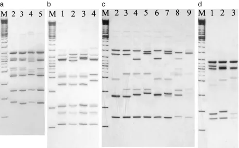 TABLE 2. Correlation of SSCP patterns with nucleotide sequences and amino acid substitutions in gyrA gene,compared to that of S